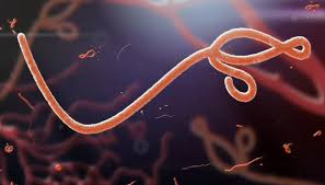 Ebola : une nouvelle épidémie s’est déclarée en RDC et en Ouganda ; cinq personnes sont mortes selon un bilan provisoire