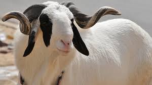 Dahra Djoloff : 24 moutons volés, les coupables enfin démasqués