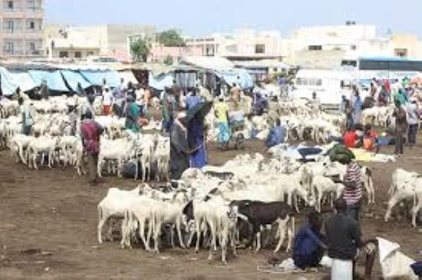 Tabaski 2026 : l'armée sénégalaise mobilisée pour ses plus vulnérables